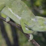 Chameleónovité The Fascinating World of Nature's Master Camouflage Artists