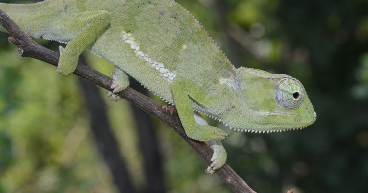 Chameleónovité The Fascinating World of Nature's Master Camouflage Artists